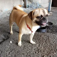 سگ نژاد پاگ