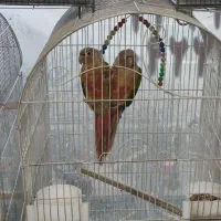 راهب ملنگو شاه طوطی عروس برزیلی کاسکو خورشیدی