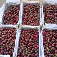 گیلاس