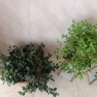 گل طبیعی|گل و گیاه طبیعی|اصفهان, جلوان|دیوار