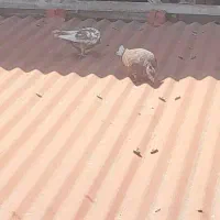 کفتر