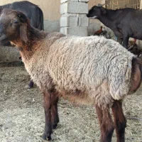 بره نر