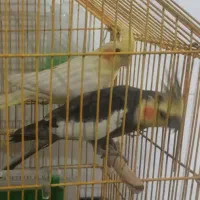 عروس هلندی جفت