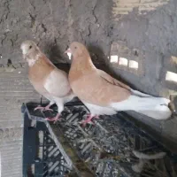 کفتر پرشی زردی شازده کاشی درجه یک