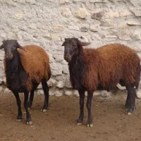 فروش 50 عدد گوسفند درجه یک