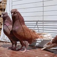 سرخ شمرون