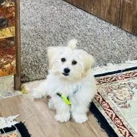 نژاد شیتزو