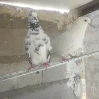 سوسگی دم سفید