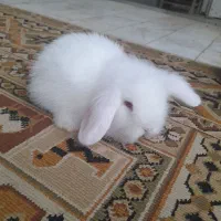 بچه خرگوش لوپ