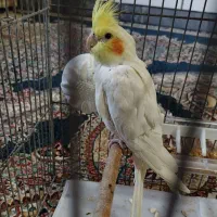 عروس هلندی نر