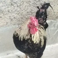 خروس و مرغ