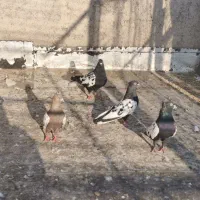کبوتر
