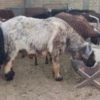 قوچ کله زنگ ب شرط در شهرکرد