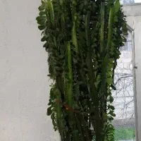 کاکتوس برگی (افوربیا)