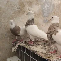 طوقی آجری دو جفت اصیل