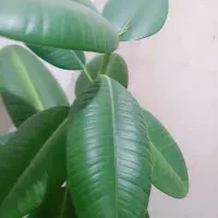 یک عدد گل گردویی