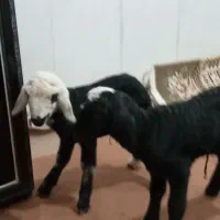 ۲تابره زیر میشی نر درشت شالی