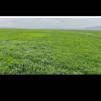 دیم زمین