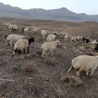بره نر سبک