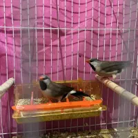 فنچ گلدین کرواتی جغدی و فنچ های خواس الیام