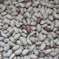 لوبیا خوراک محلی و درجه یک|خوردنی و آشامیدنی|خان ببین, |دیوار