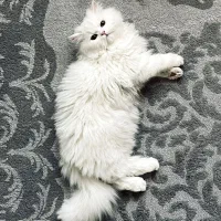 جفت گیری گربه