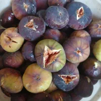 انجیر تازه محلی