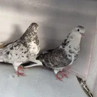 کفتر