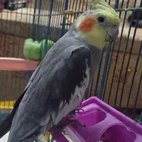 عروس نر