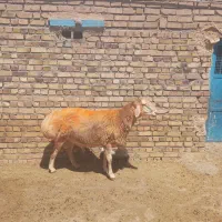 فروش فوری