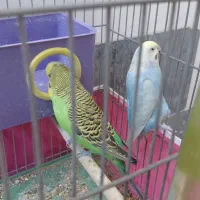 مرغ عشق آماده و خوش رنگ