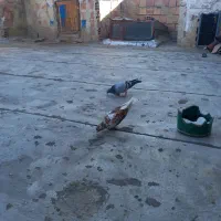 کبوتر گرفتنی