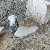 کفتر طوقی ی جایی