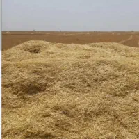 فروش ۶۰ باک کاه