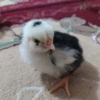 جوجه گلین