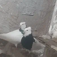 کبوتر