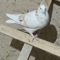 کبوتر فروشی