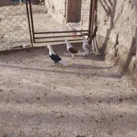 ۹ تا جنگنده پرشی و ماده گراف