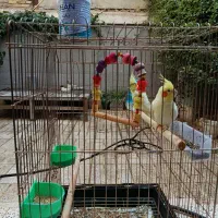 اروس هلندی