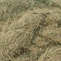 بیده|خوردنی و آشامیدنی|هنزا, |دیوار