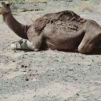 شتر|حیوانات مزرعه|ریگ ملک, |دیوار