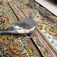 عروس هلندی ماده