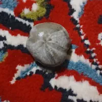 دو عدد فسیل اصل فسیل ستاره دریایی