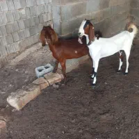 بز داشتی