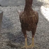 مرغ