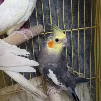 عروس هلندی آواز خوان