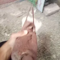 با سلام نر گلی دم سفید ماده زرد دم سفید