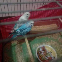 مرغ عشق مولد ۴ جفت