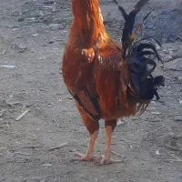 فروش خروس محلی
