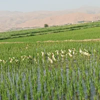 عددی اردک